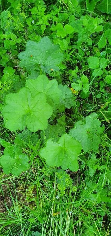 Alchemilla pelosa 14