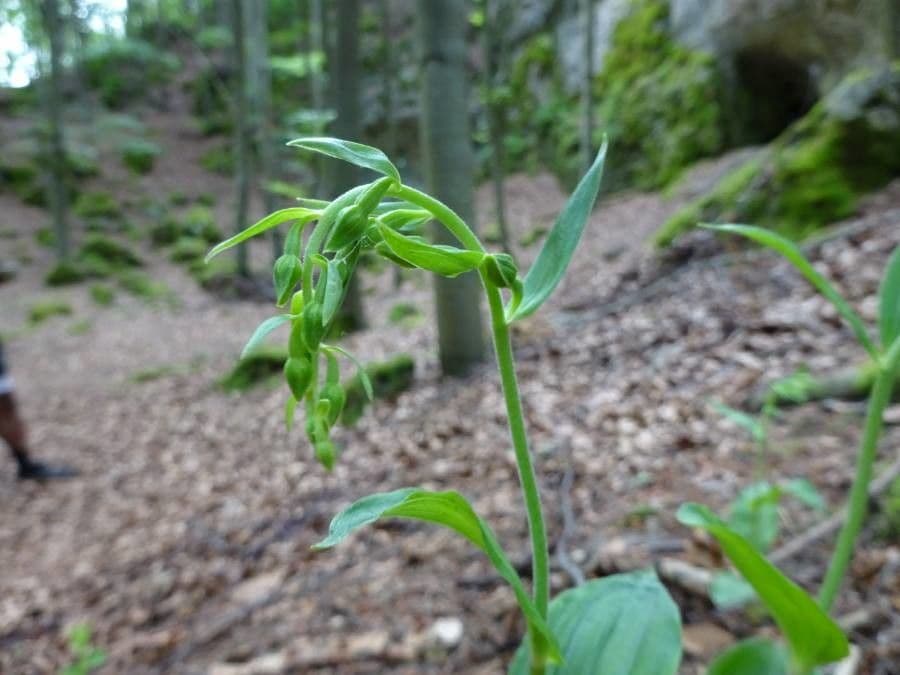 Epipactis 3