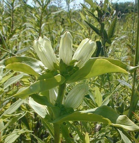 Genziana bianca 2