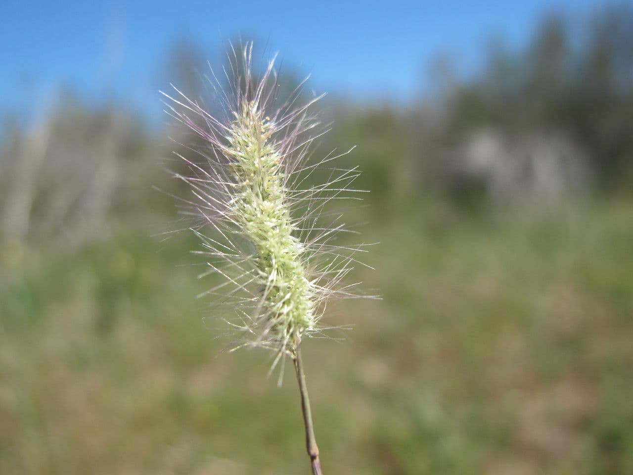 Polipogon marittimo 6