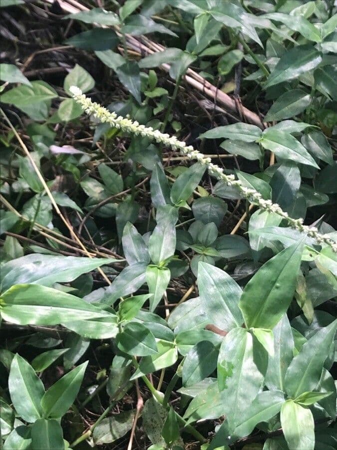 Cyathula prostrata 5