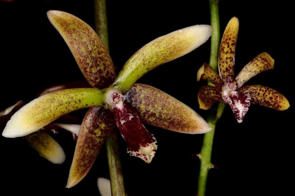 Dendrobium 3