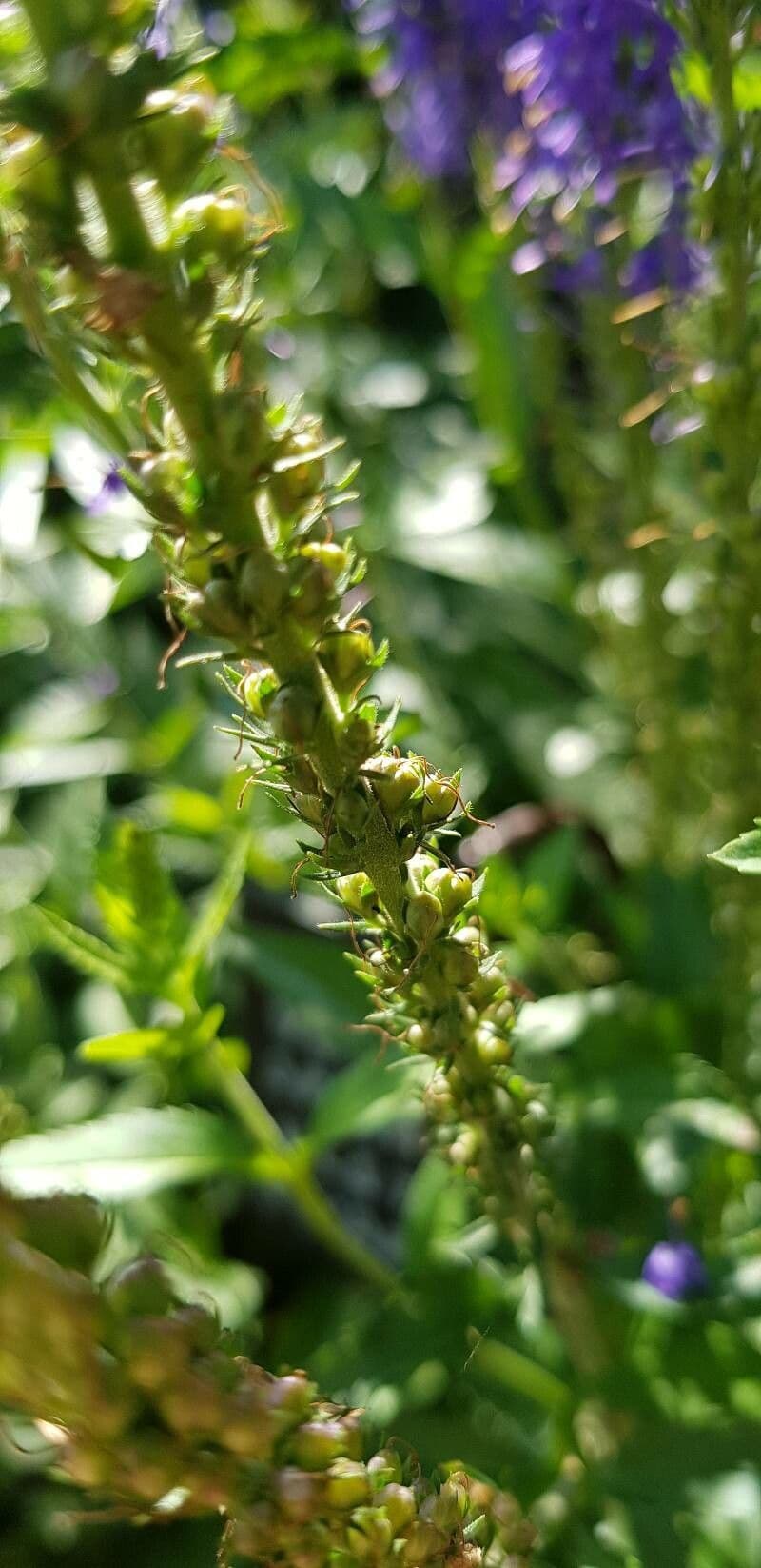 Veronica spigata 5