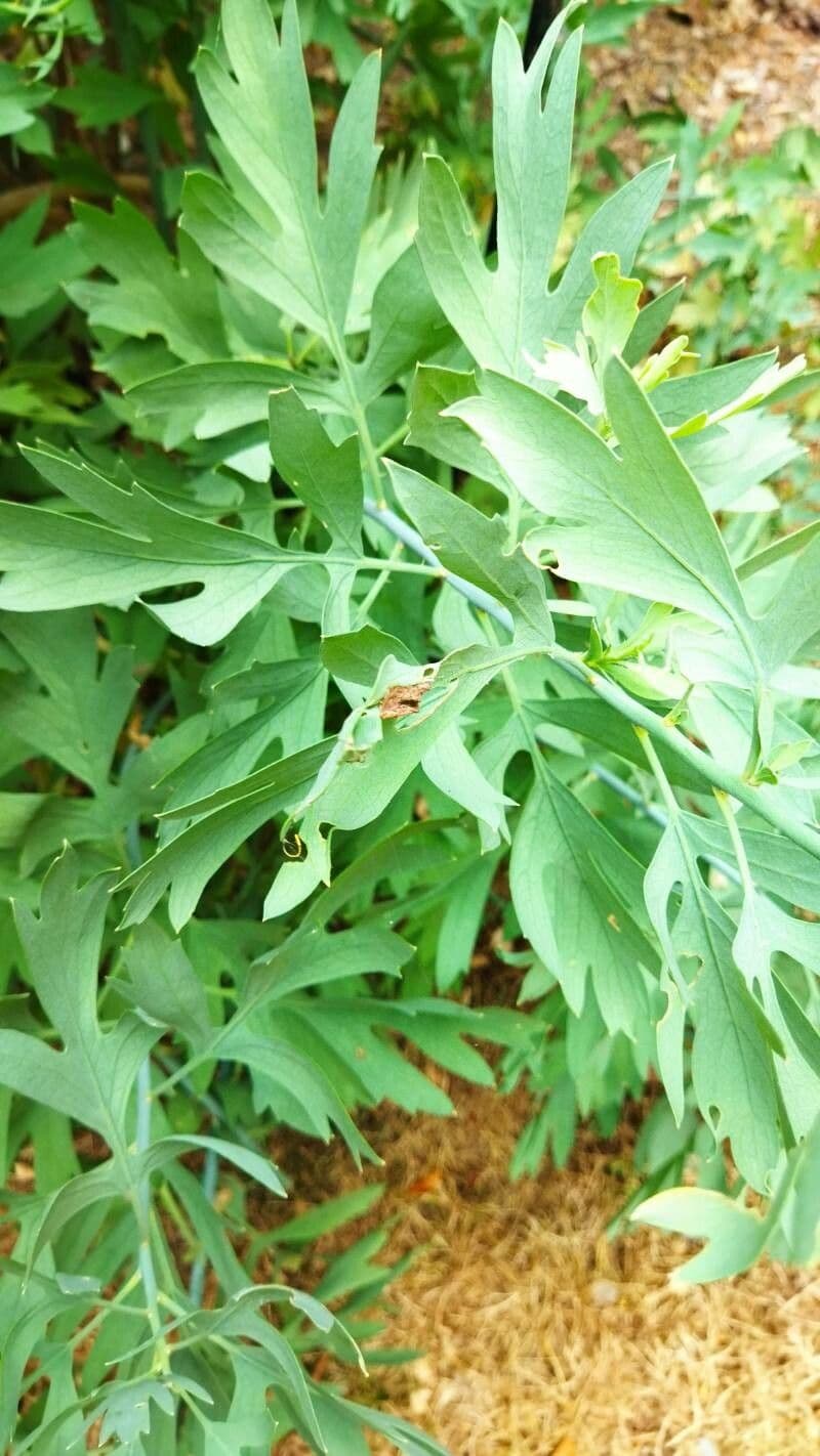 Romneya Coultera 30