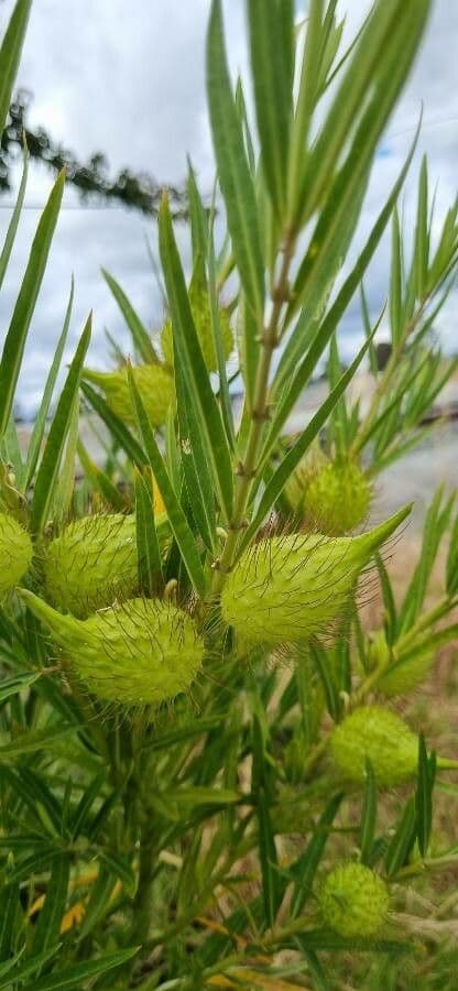 Gomphocarpus 2