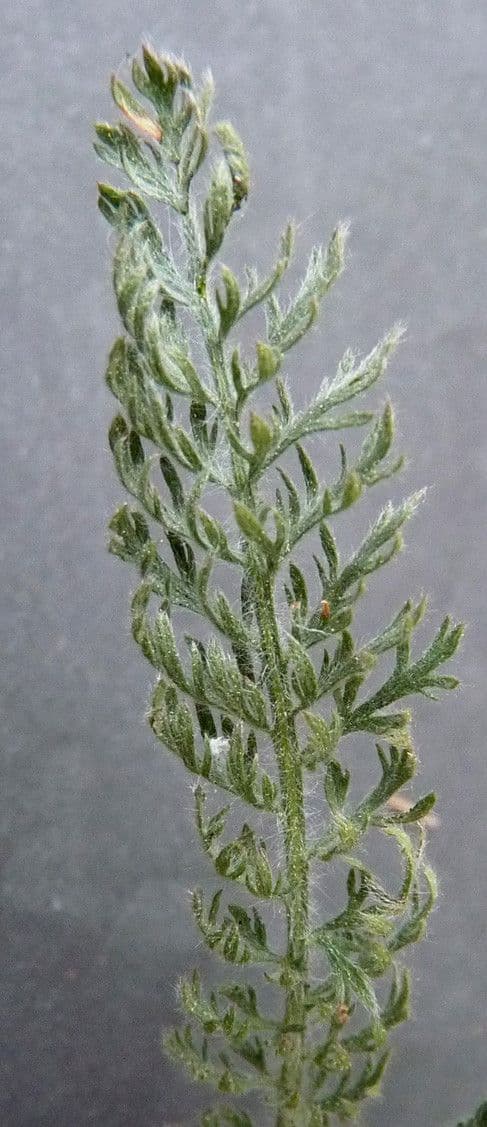 Achillea odorata 22