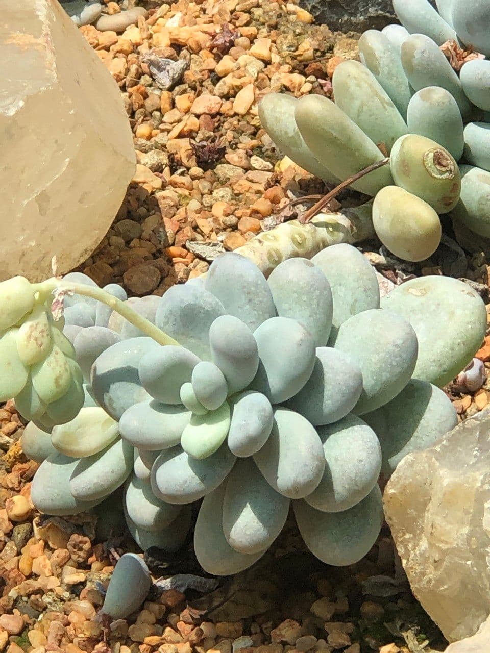 Pachyphytum 4