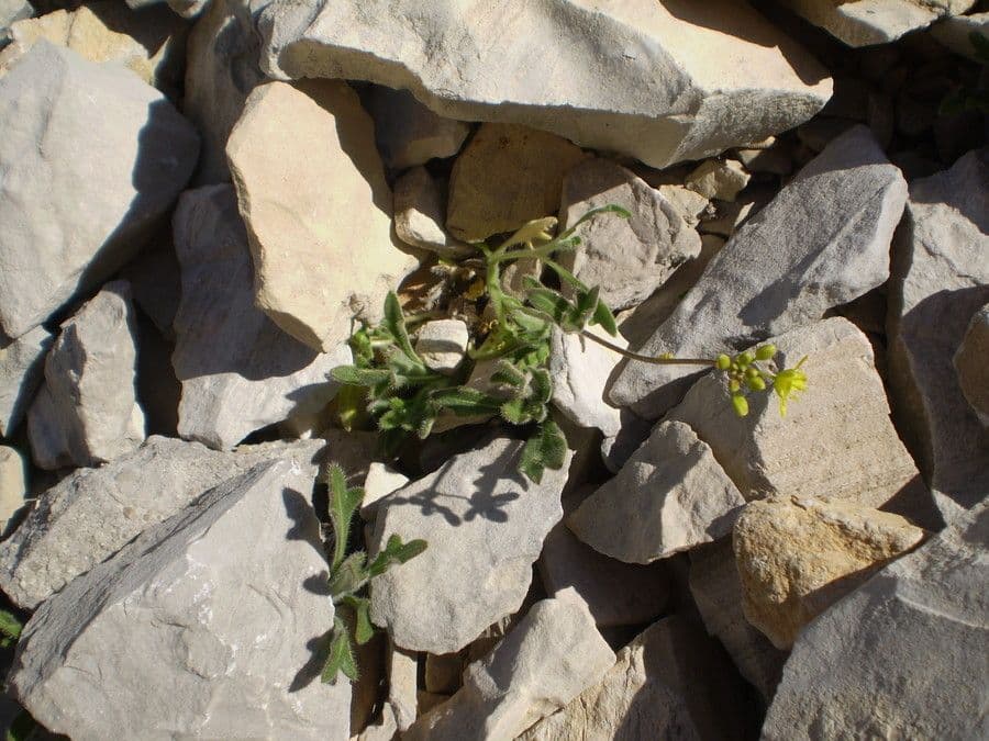 Biscutella 9