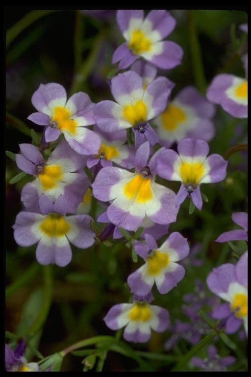 Toothed calicoflower