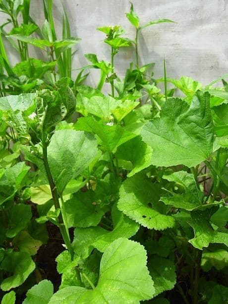 Malva verticillata 15