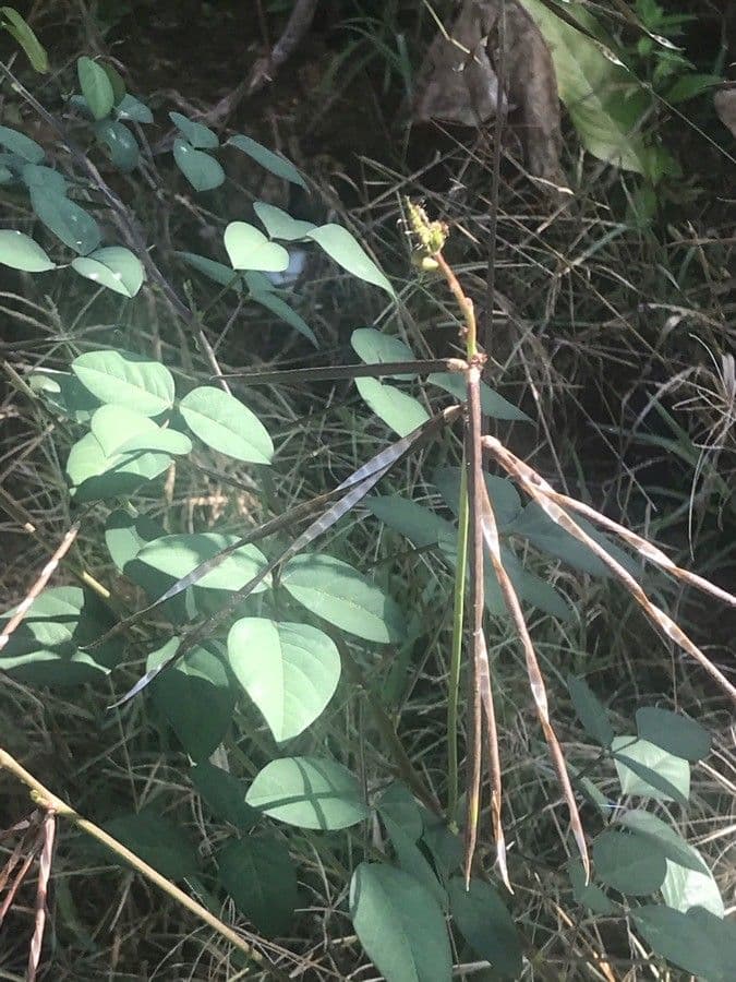 Macroptilium lathyroides