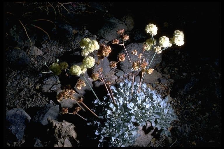 Blue mountain buckwheat 7