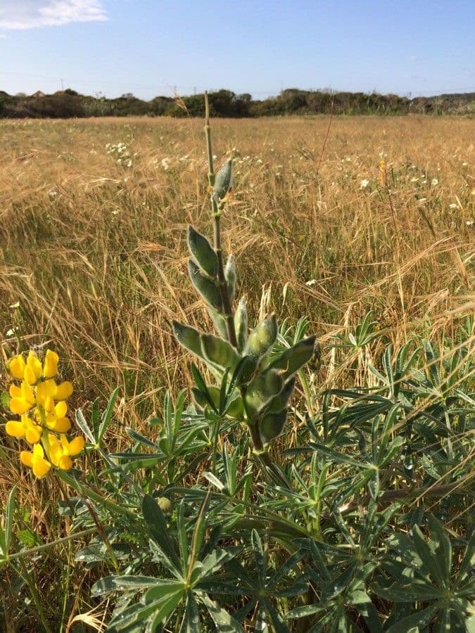 Gelbe Lupine 2