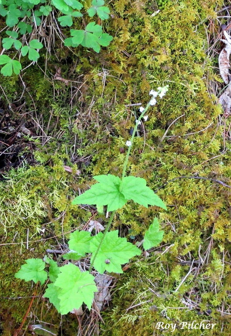 Mitella diphylla 10