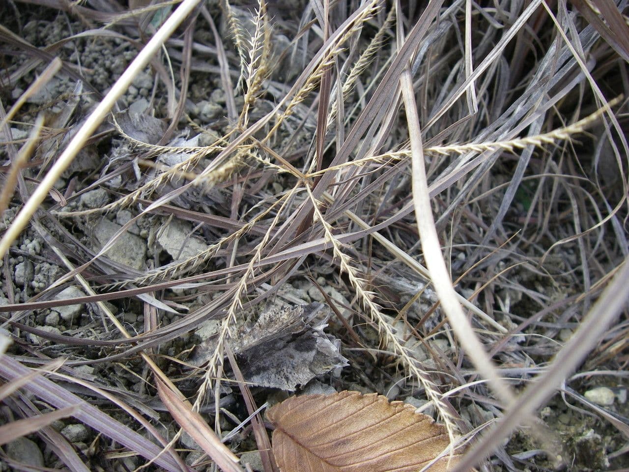 Chloris verticillée 5