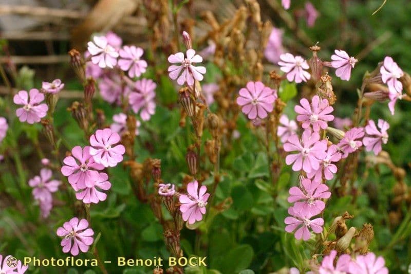 Silene 23