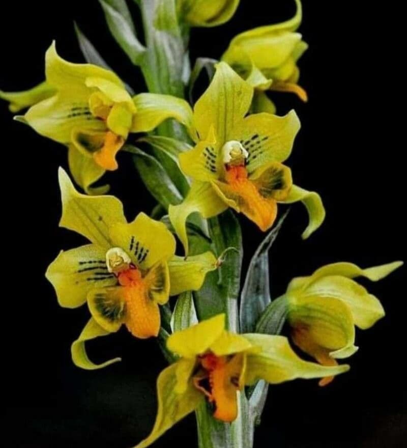Gavilea