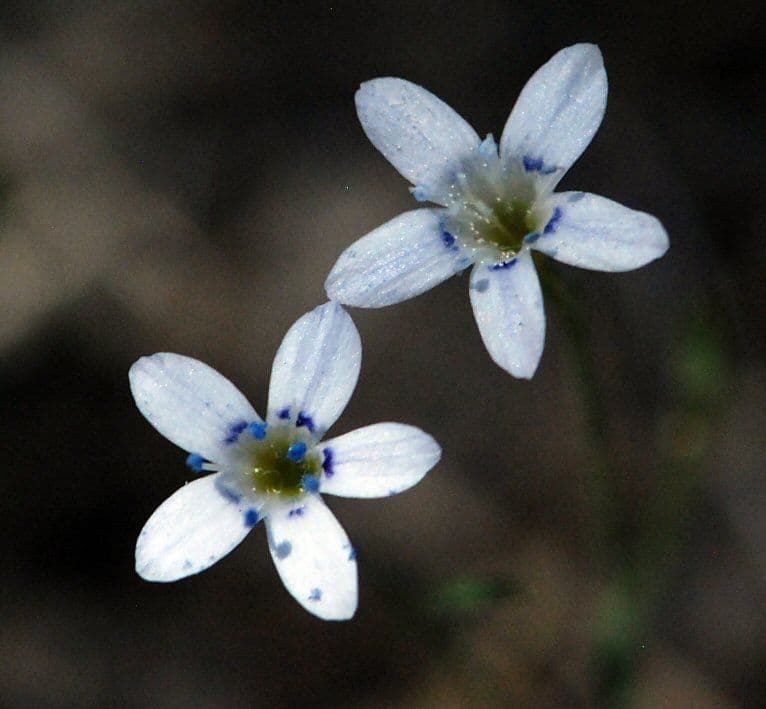 Miniatur-Gilia