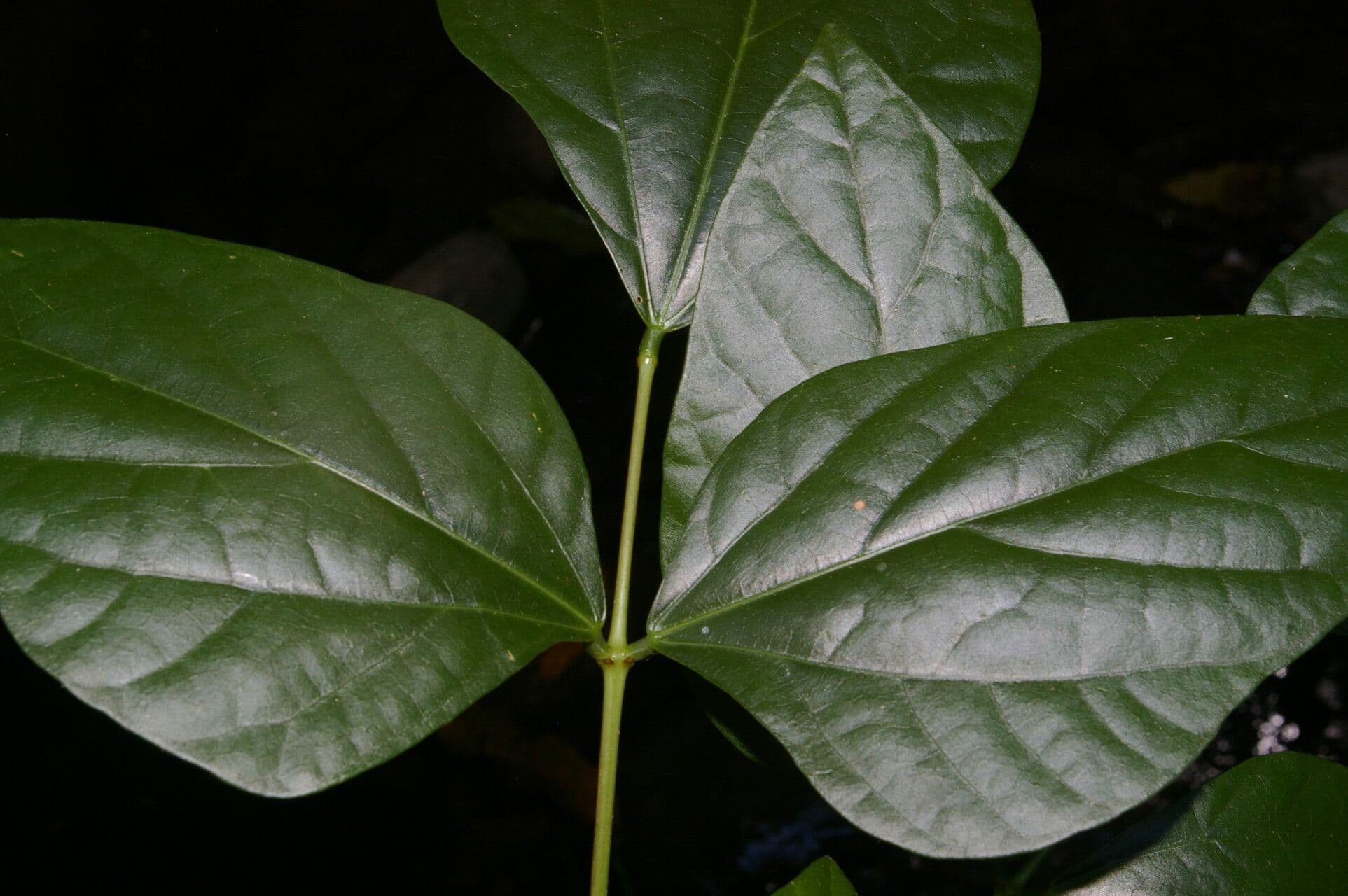 Erythrina kopinatá 10