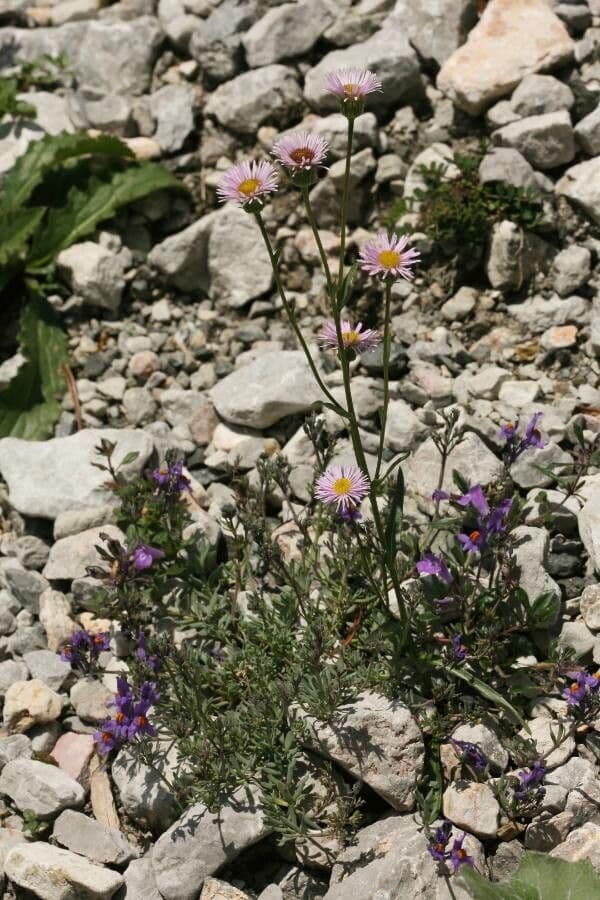 Erigeron alpino 10