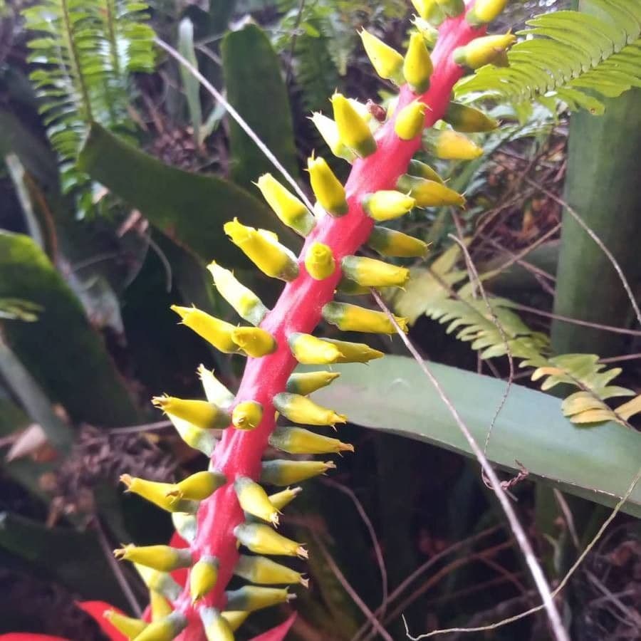 Aechmea nudicaulis 7