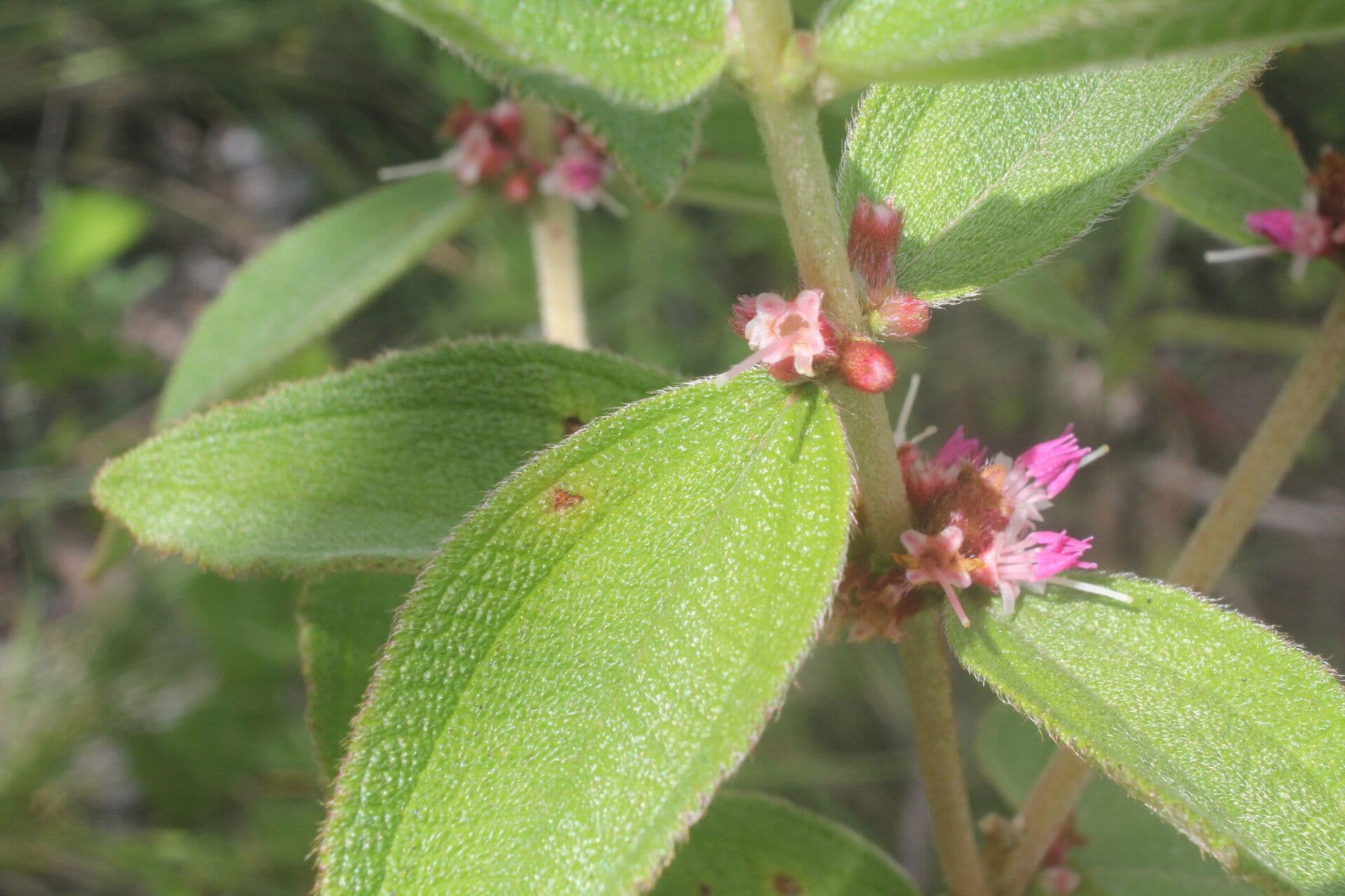 Miconia sericea 13