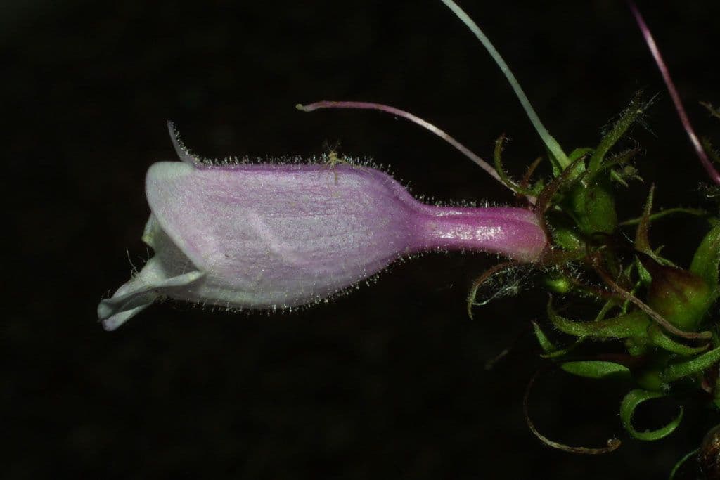 Penstemon 3