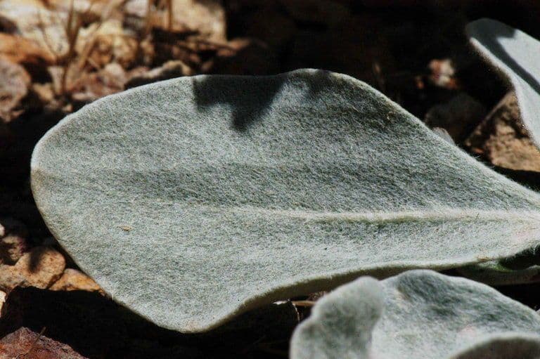 Granit-Polygonum 11