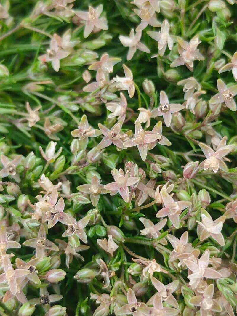 Sagina apetala 7