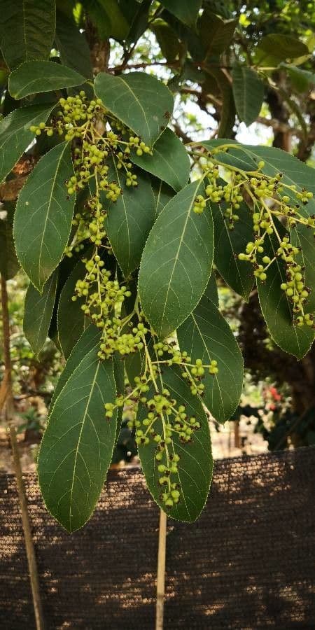 Ehretia acuminata 2