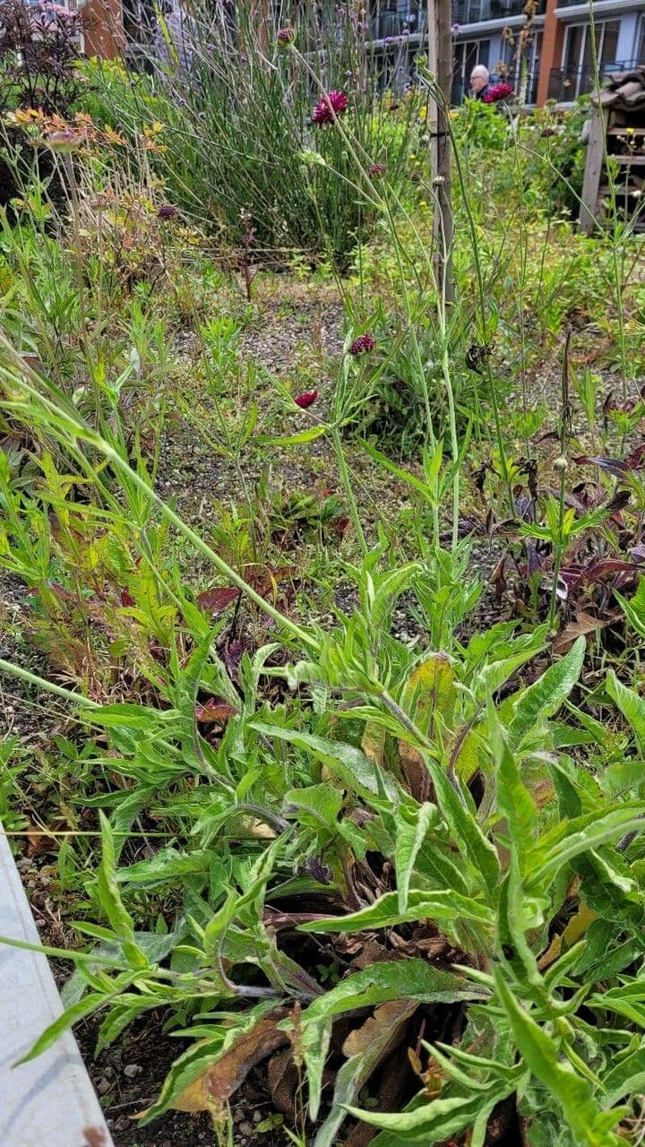 Knautia 12