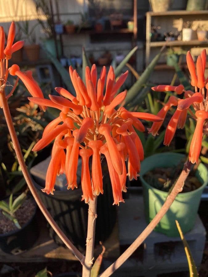 Aloe 2