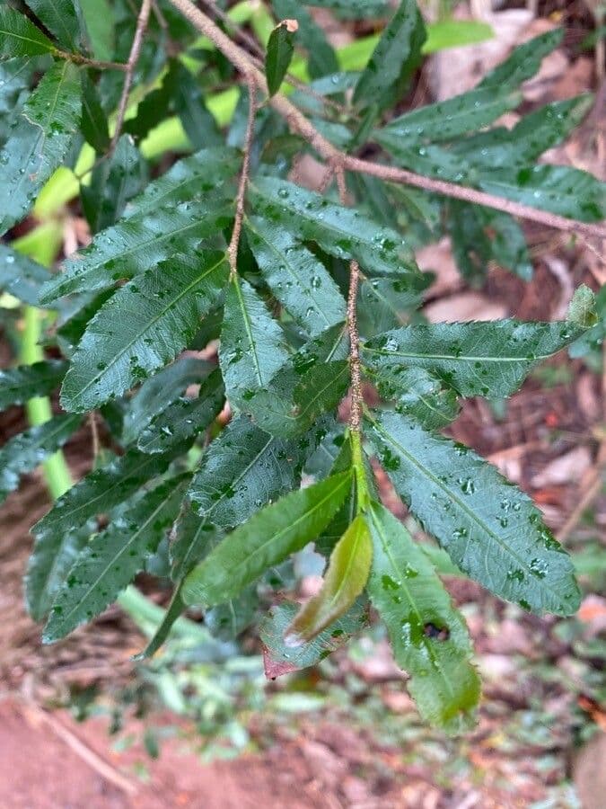 Ochna serrulata 16