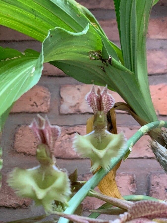 Orchidea střapkatá 5