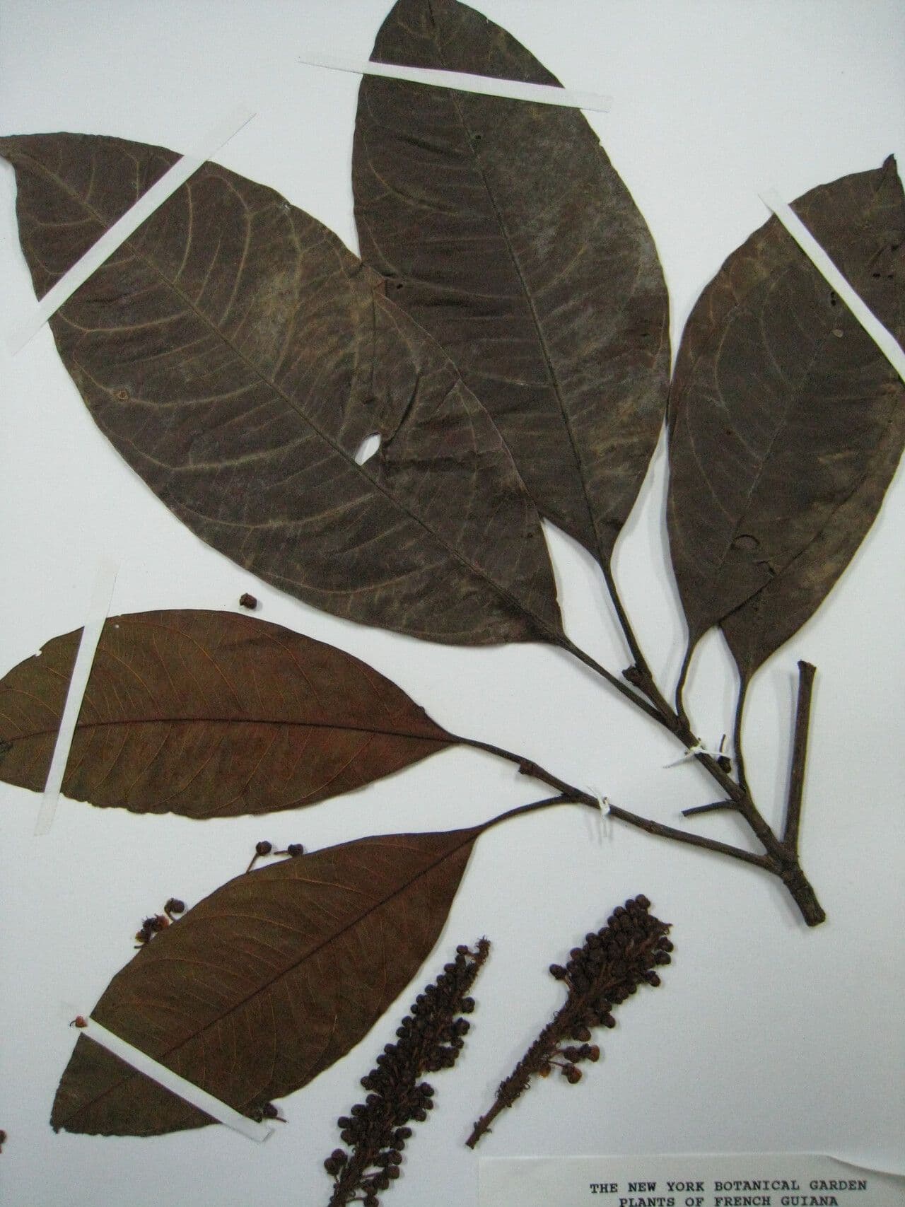 Byrsonima