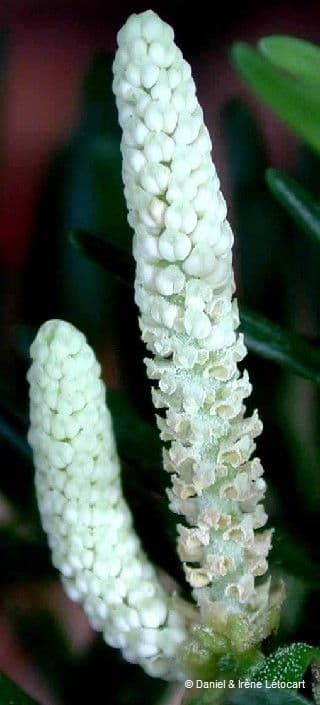 Podocarpus 6