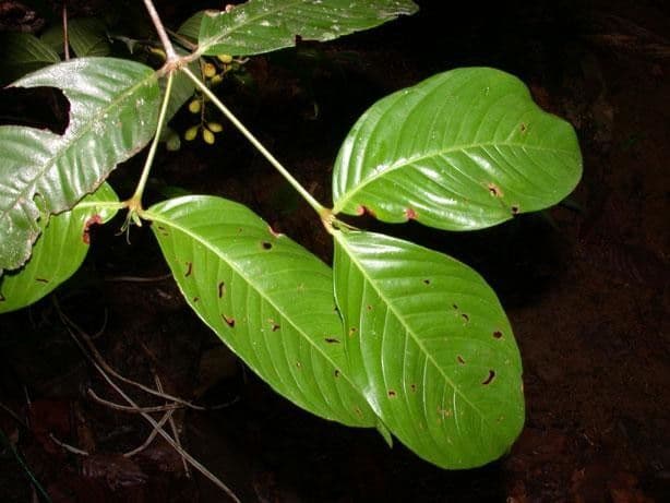 Quiina macrophylla 10