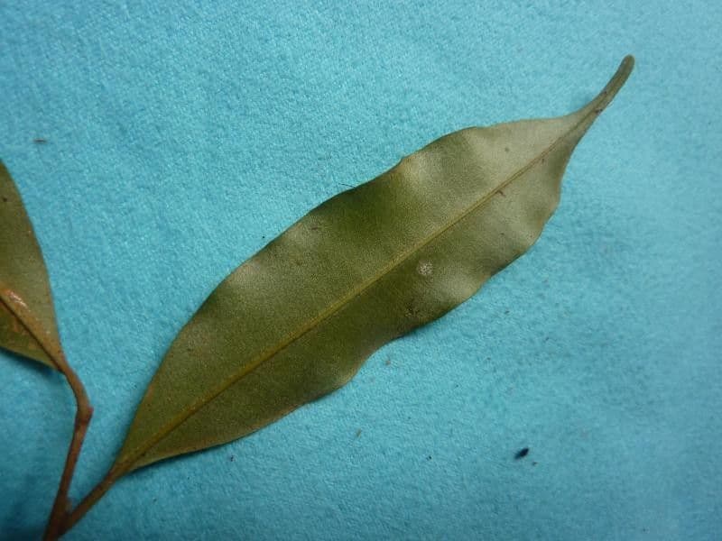 Chrysophyllum argenteum 3
