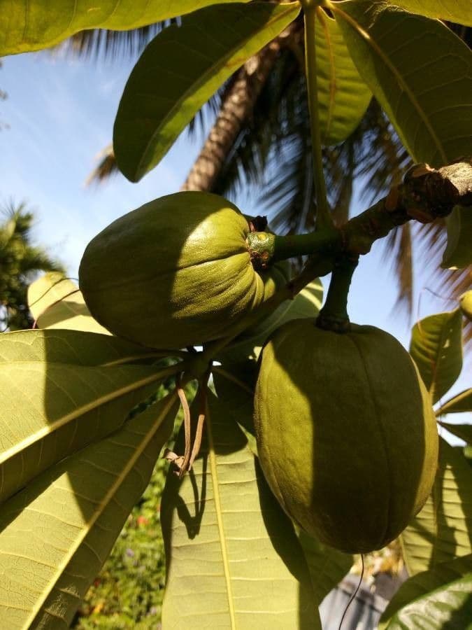 Pachira glabra