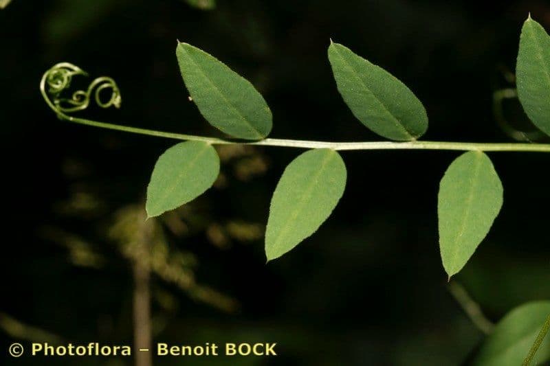 Veccia dei boschi 13