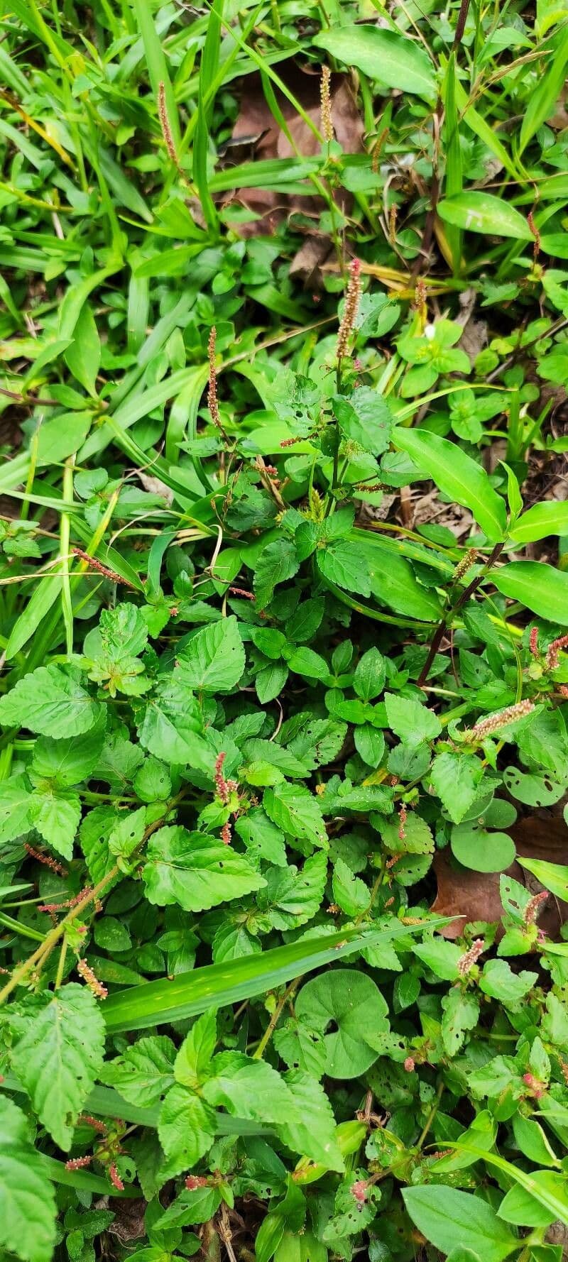 Acalypha 6