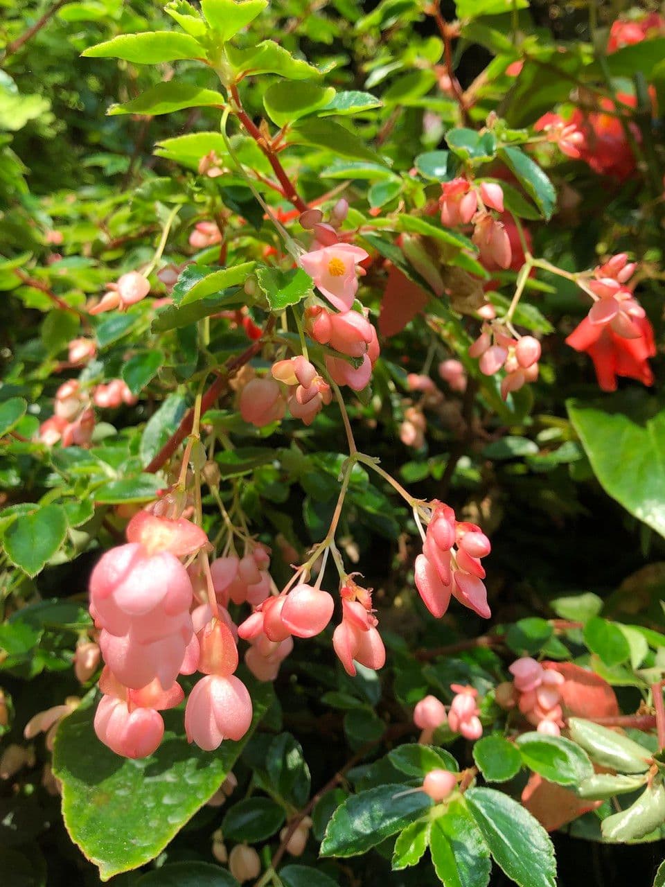 Fuchsienblättrige Begonie 9