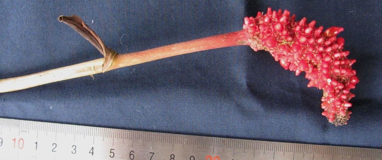 Anthurium