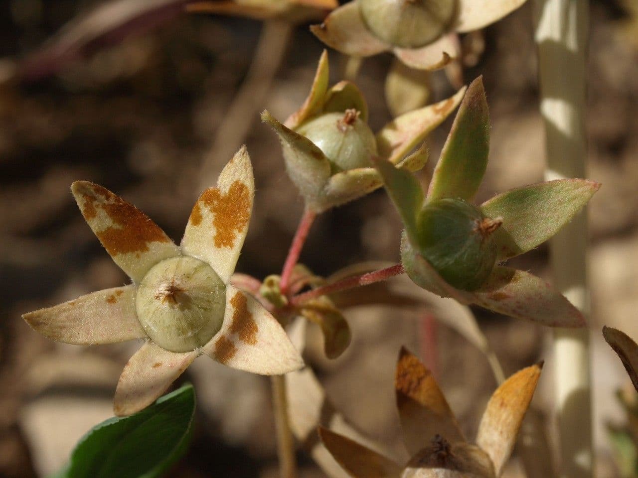 Androsace maxima 3