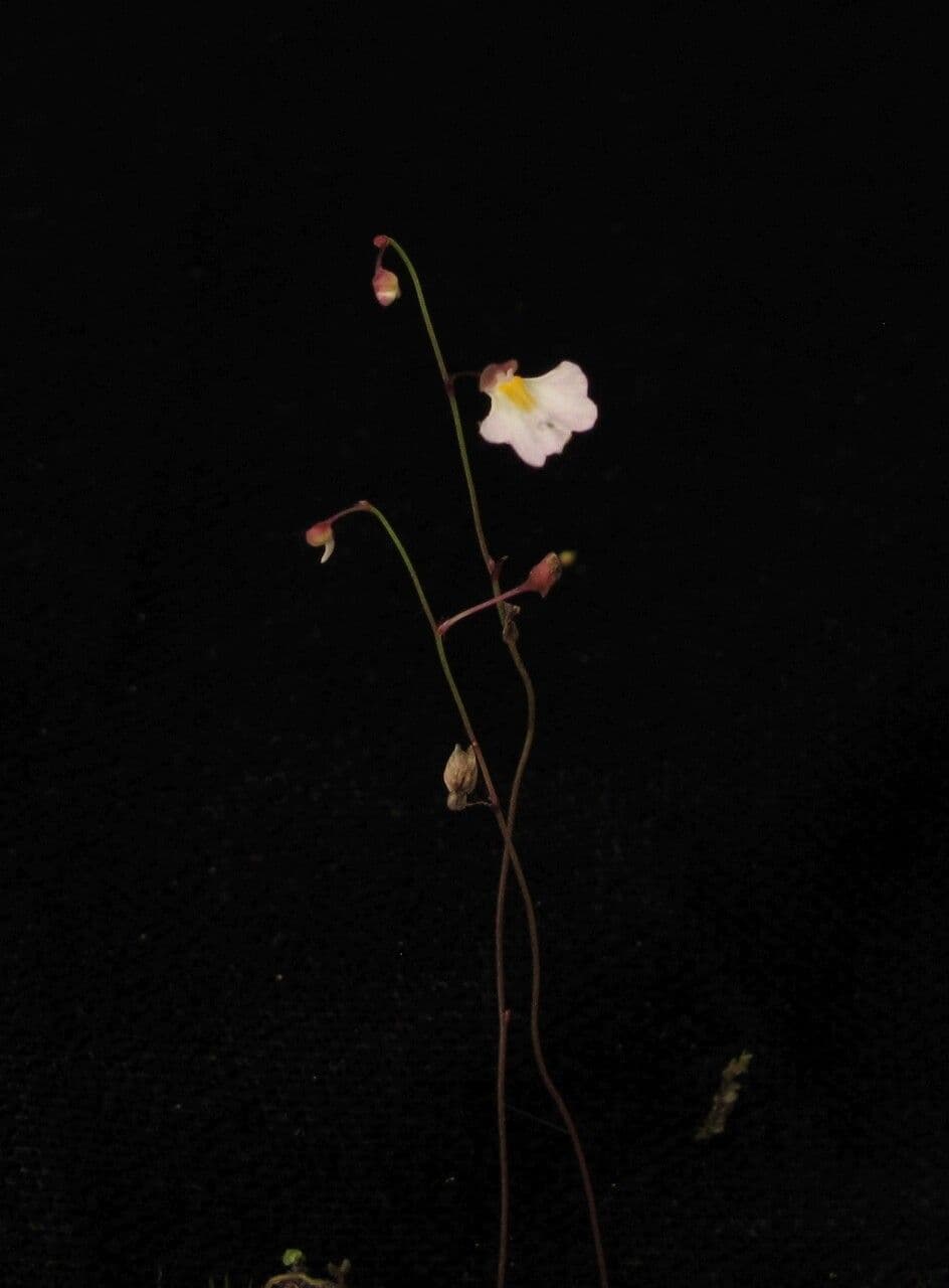 Utricolaria striata 7
