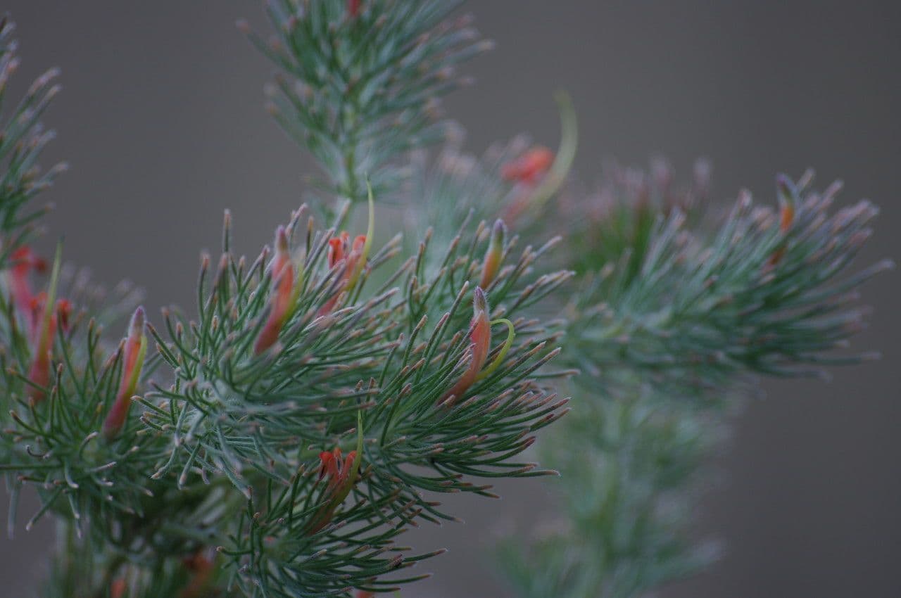 Adenanthos 5