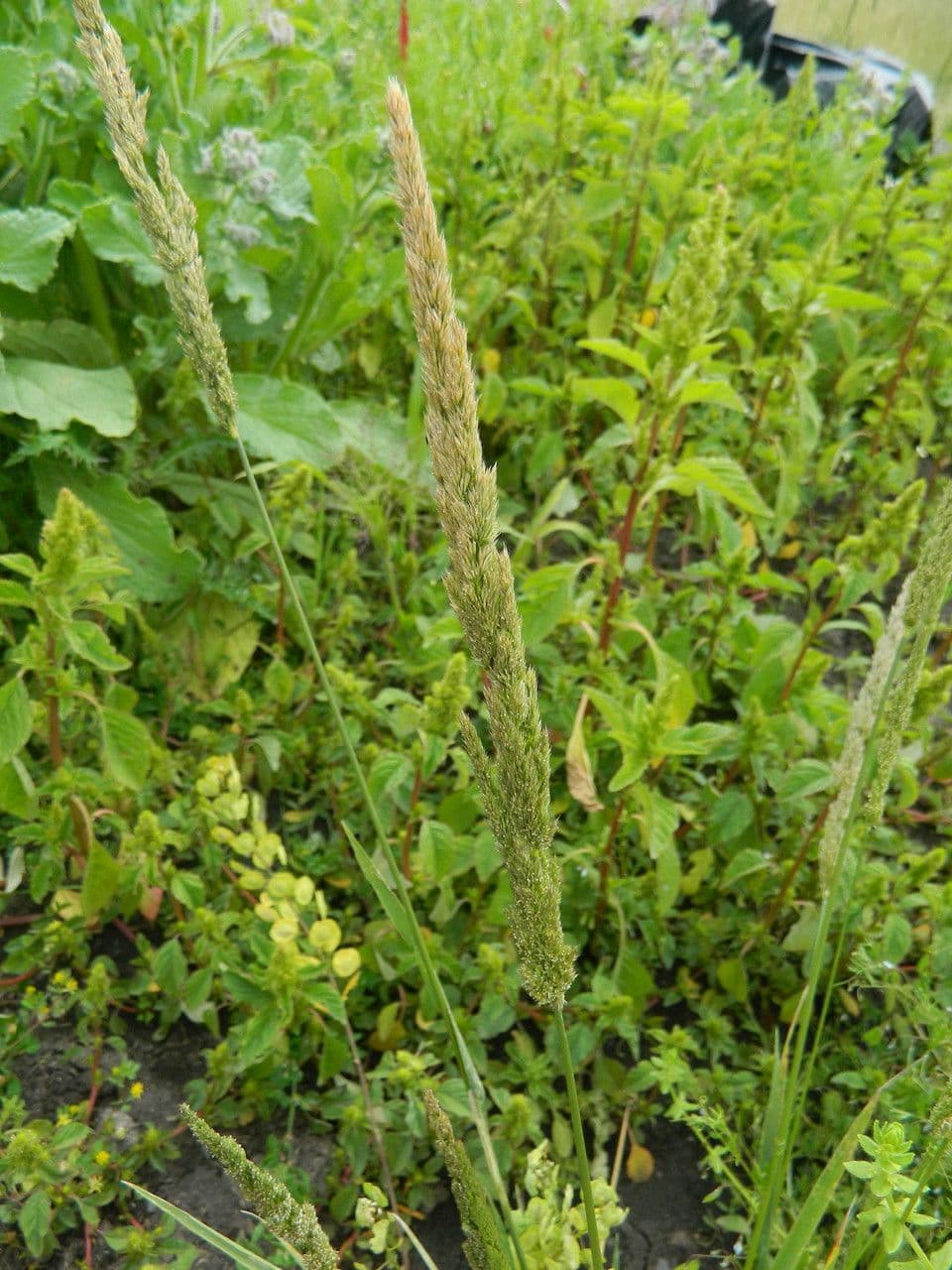 Agrostis exarata