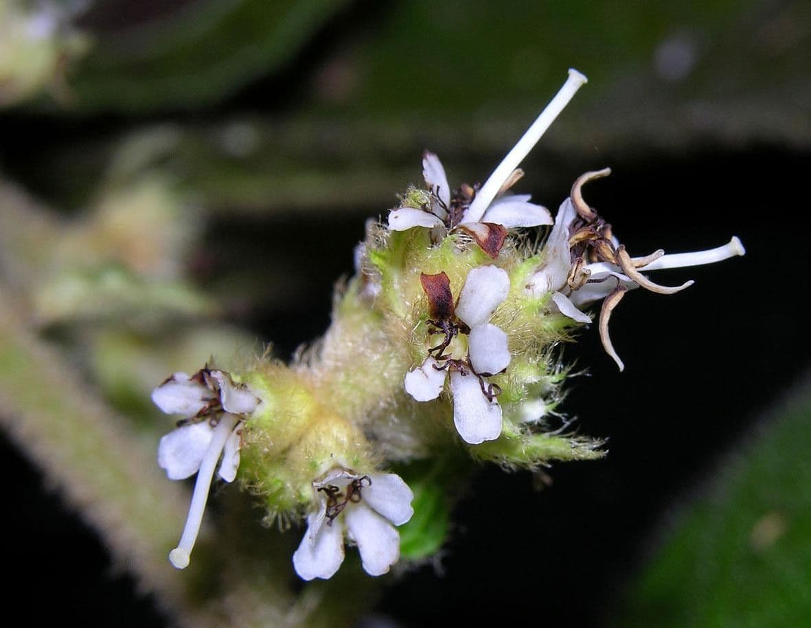 Miconia 4