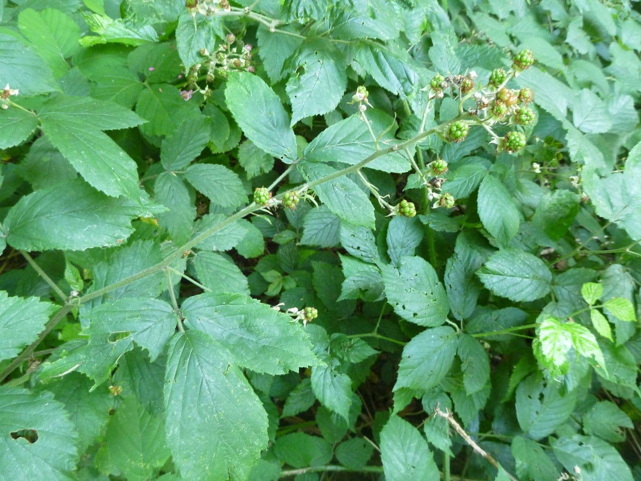 Rovo 4