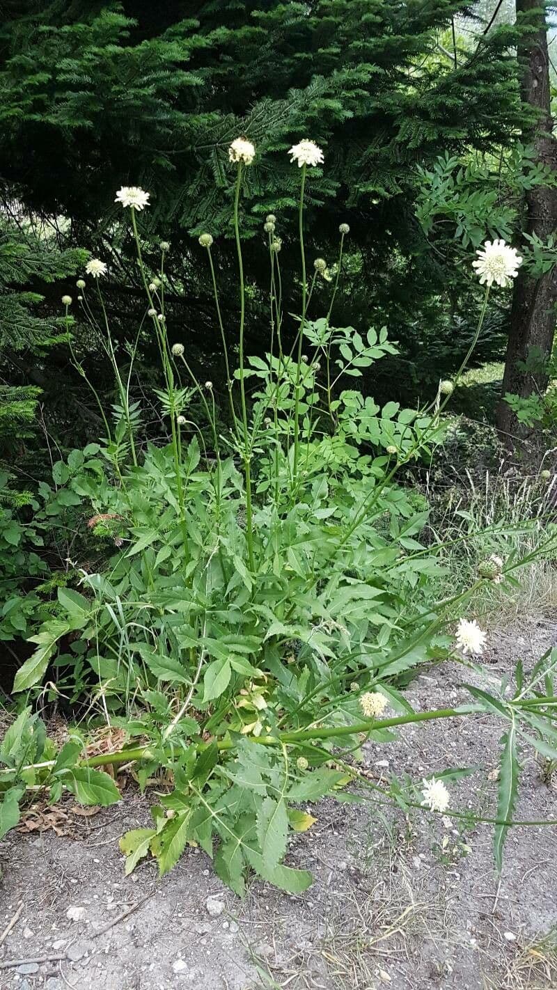 Giant-scabious 10